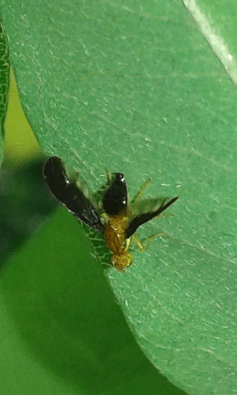 Tephritidae : Hemilea pulchella?  S